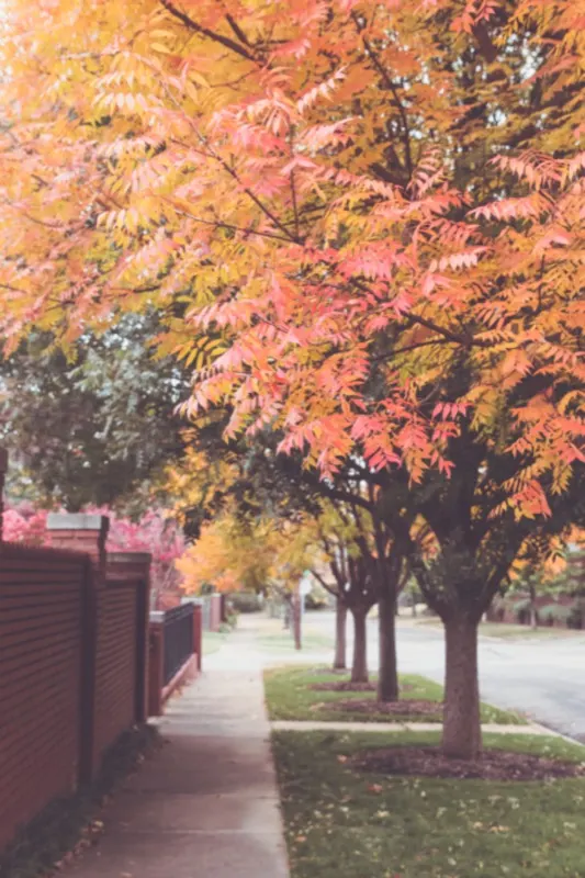 Tree-lined neighborhood sidewalk in fall color